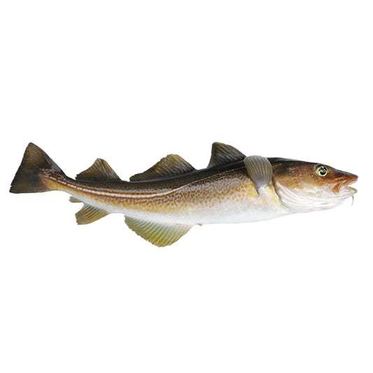 Fresh Icelandic Cod, Wild-Caught, Line-Caught