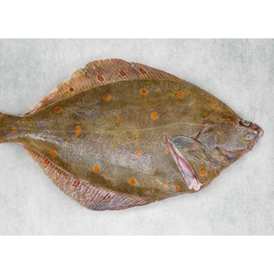 Fresh Icelandic Plaice, Wild-Caught, Line-Caught