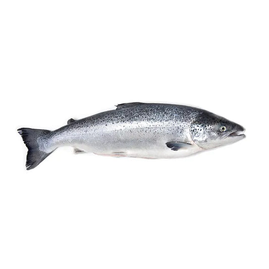 Fresh Salmon, Sustainably Farmed, Zero Antibiotics